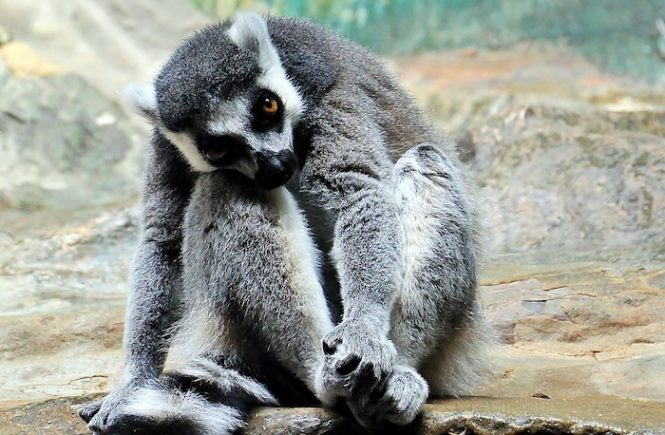 Monkey